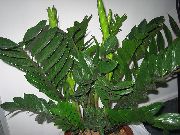 Zamioculcas ciemno-zielony Roślina