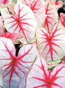 モトリー 屋内植物 Caladium  フォト