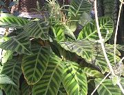 Калатея Калатея полосатая - Calathea zebrina