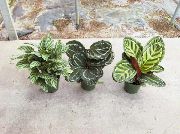 Калатея Калатея - Calathea