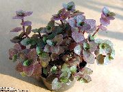 Каллизия Callisia