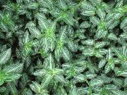 на петна Стайни растения Callisia, Боливийският Евреин  снимка