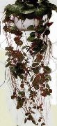 Камнеломка плетеносная Saxifraga stolonifera