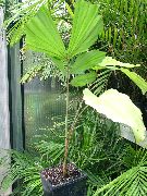 Кариота (Рыбий хвост) Caryota