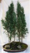 žalias Vidinis augalai Kiparisas (Cupressus) nuotrauka