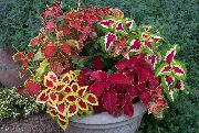 Колеус Колеус - Coleus