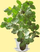 room plants New Zealand Laurel Corynocarpus