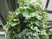 kropenatý Pokojové rostliny Pelerína Břečťan, Břečťan Natal, Vosk Réva (Senecio macroglossus) fotografie