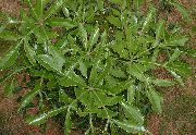 világos zöld Szobanövények Szikla Káposzta Fa (Cussonia natalensis) fénykép