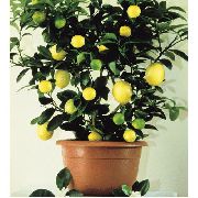 tumši zaļš Telpaugi Citrons (Lemon) foto