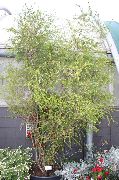 Melaleuca grün Pflanze