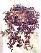 claret Kamerplanten Mikania Ternata  foto