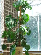tumeroheline Toataimed Split Lehed Filodendron (Monstera) foto