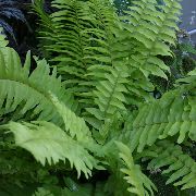 зелен Стайни растения Меч Папрати (Nephrolepis) снимка