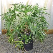roheline Toataimed Purskkaev Palm (Livistona) foto