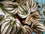 silfurgljáandi  Ofn Planta, Vatnsmelóna Begonias, Elskan Gúmmí Planta (Peperomia) mynd