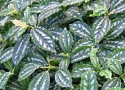 таңбада тап Үй Өсімдіктер Балапан (Pilea) фото