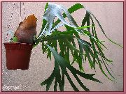 Staghorn Папрат, Elkhorns зелен Растение