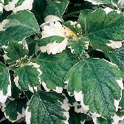 tarkabarka Szobanövények Svéd Borostyán (Plectranthus) fénykép