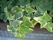 шаролик Затворени погони Бршљан (Hedera) фотографија