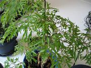Полисциас Polyscias