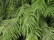 Птерис Pteris