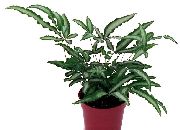 Птерис Птерис критский - Pteris cretica