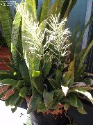 pilkullinen Huonekasvit Sansevieria kuva