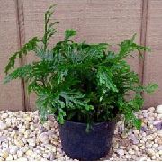 Selaginella зелен Растение