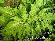 Selaginella claro-verde Planta