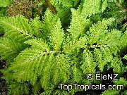 Selaginella жарығы жасыл Өсімдіктер