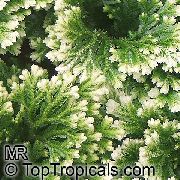 Selaginella variegado Planta