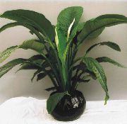 Spatiphyllum зелен Растение