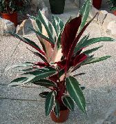 variegado Plantas de interior Triostar, Never-Never Plant (Stromanthe sanguinea) foto