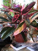 variegado Plantas de interior Triostar, Never-Never Plant (Stromanthe sanguinea) foto