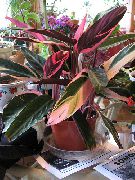Строманте Строманта кроваво-красная - Stromanthe sanguinea