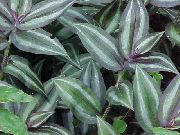 Tradescantia,  pestrý Rastlina