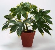 шаролик Затворени погони Јапански Аралиа (Fatsia) фотографија