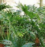 Филодендрон древовидный Филодендрон дваждыперистонадрезанный - Philodendron bipennifolium
