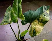 motley Toataimed Filodendron Liana (Philodendron liana) foto