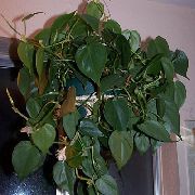 roheline Toataimed Filodendron Liana (Philodendron liana) foto