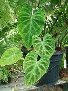 绿 室内植物 蔓绿绒藤本植物 (Philodendron  liana) 照片