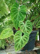 roheline Toataimed Filodendron Liana (Philodendron liana) foto