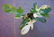 杂色 室内植物 蔓绿绒藤本植物 (Philodendron  liana) 照片