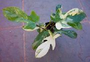 motley Toataimed Filodendron Liana (Philodendron liana) foto