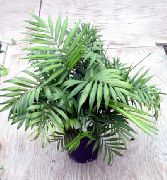 roheline Toataimed Filodendron Liana (Philodendron liana) foto