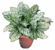 Aglaonema, Zilver Evergreen bont Plant
